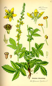 Agrimonia eupatoria 