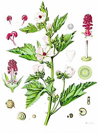 Althea officinalis for gastritis and colitis