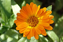 Calendula officinalis for skin disorders