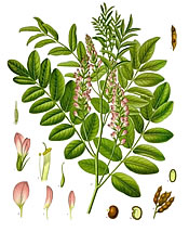 Glycyrrhiza glabra