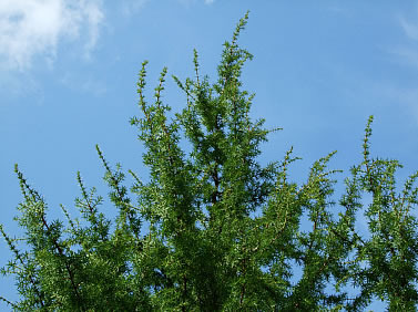 Juniperus for phlegmy cough